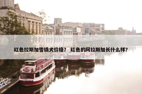 红色拉斯加雪橇犬价格？ 红色的阿拉斯加长什么样？