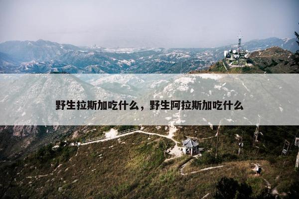 野生拉斯加吃什么，野生阿拉斯加吃什么