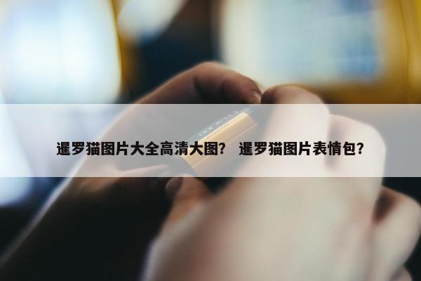 暹罗猫图片大全高清大图？ 暹罗猫图片表情包？