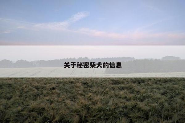 关于秘密柴犬的信息