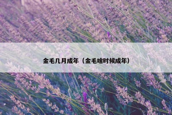 金毛几月成年（金毛啥时候成年）