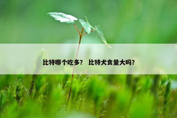 比特哪个吃多？ 比特犬食量大吗？