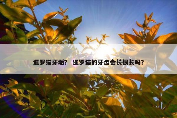 暹罗猫牙垢？ 暹罗猫的牙齿会长很长吗？