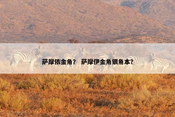 萨摩依金角？ 萨摩伊金角银角本？