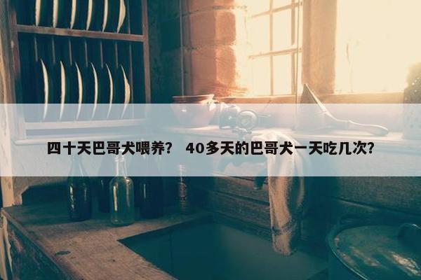 四十天巴哥犬喂养？ 40多天的巴哥犬一天吃几次？