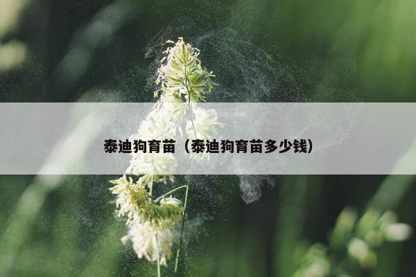 泰迪狗育苗（泰迪狗育苗多少钱）