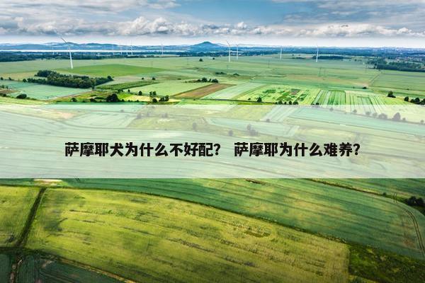 萨摩耶犬为什么不好配？ 萨摩耶为什么难养？