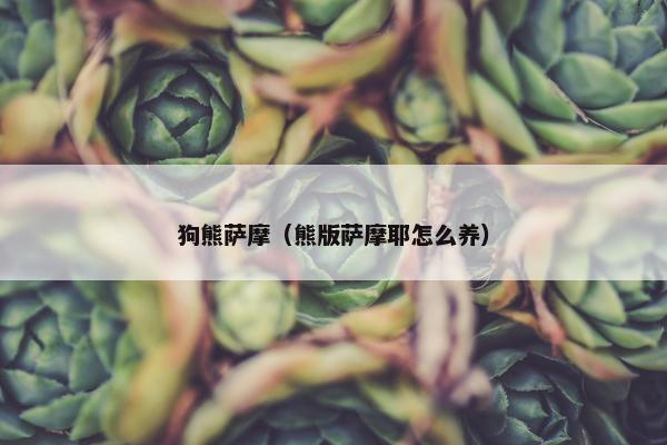 狗熊萨摩（熊版萨摩耶怎么养）