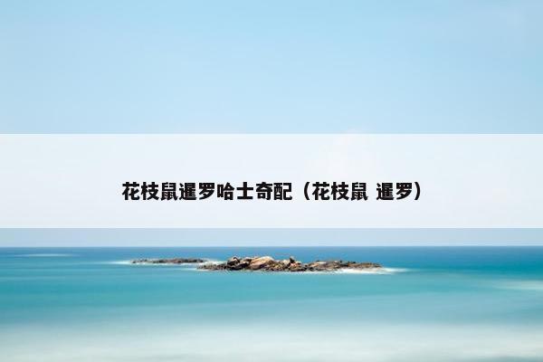 花枝鼠暹罗哈士奇配（花枝鼠 暹罗）