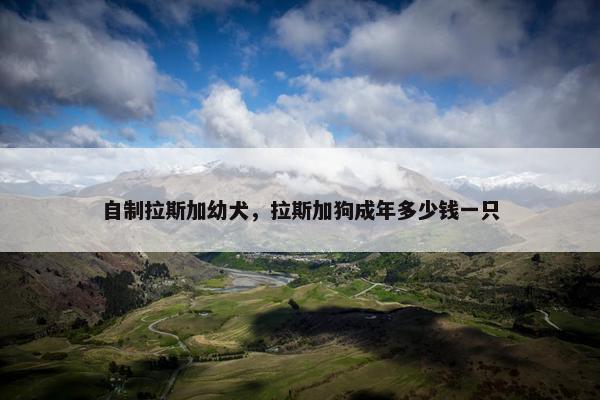 自制拉斯加幼犬，拉斯加狗成年多少钱一只