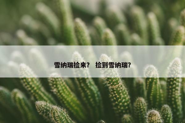 雪纳瑞捡来？ 捡到雪纳瑞？