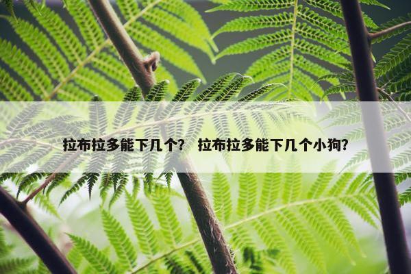 拉布拉多能下几个？ 拉布拉多能下几个小狗？