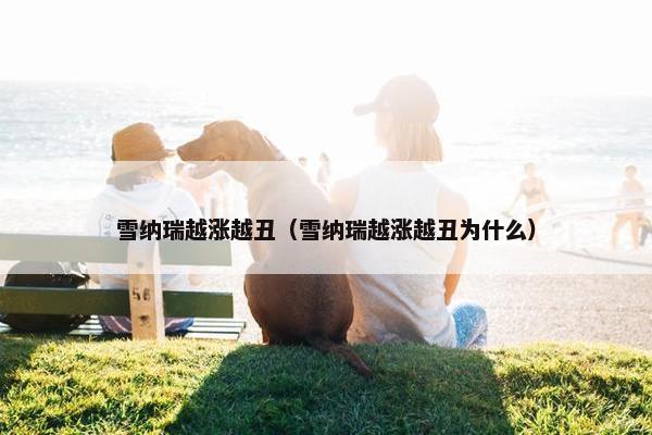 雪纳瑞越涨越丑（雪纳瑞越涨越丑为什么）