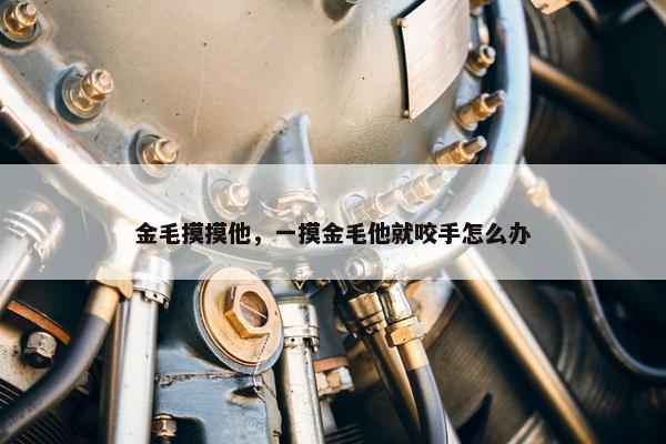 金毛摸摸他，一摸金毛他就咬手怎么办