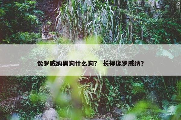 像罗威纳黑狗什么狗？ 长得像罗威纳？