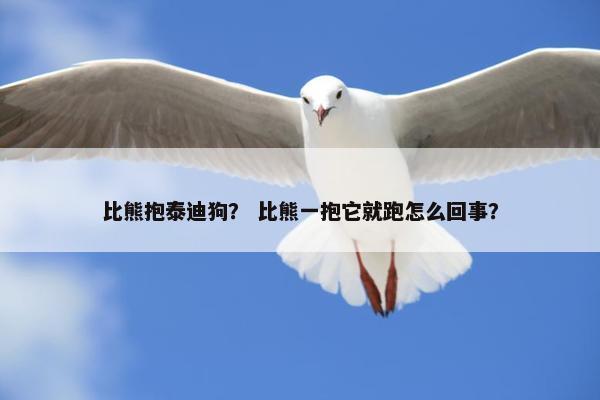 比熊抱泰迪狗？ 比熊一抱它就跑怎么回事？
