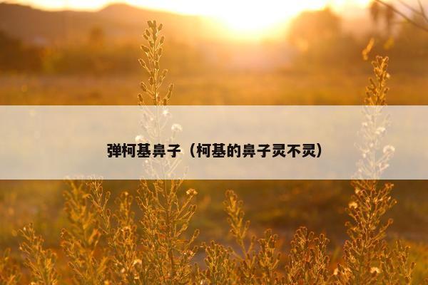 弹柯基鼻子（柯基的鼻子灵不灵）