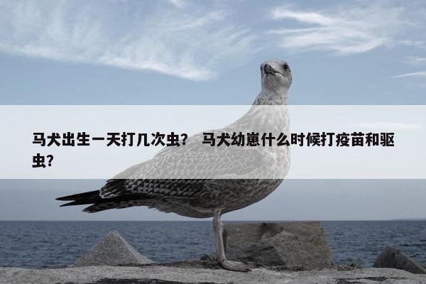 马犬出生一天打几次虫？ 马犬幼崽什么时候打疫苗和驱虫？