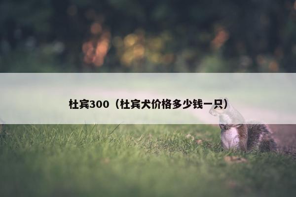 杜宾300（杜宾犬价格多少钱一只）
