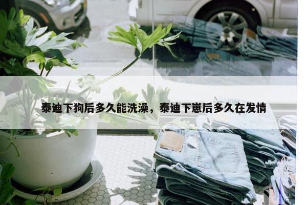 泰迪下狗后多久能洗澡，泰迪下崽后多久在发情