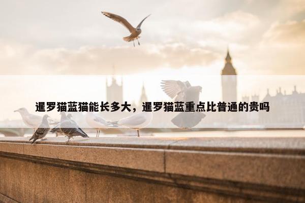 暹罗猫蓝猫能长多大，暹罗猫蓝重点比普通的贵吗