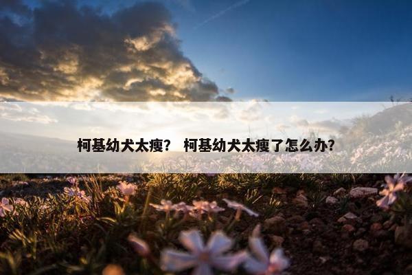 柯基幼犬太瘦？ 柯基幼犬太瘦了怎么办？