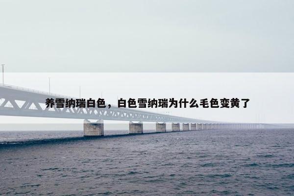 养雪纳瑞白色，白色雪纳瑞为什么毛色变黄了