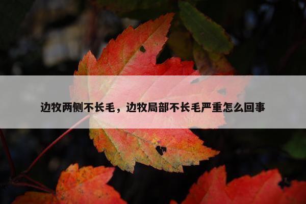 边牧两侧不长毛，边牧局部不长毛严重怎么回事