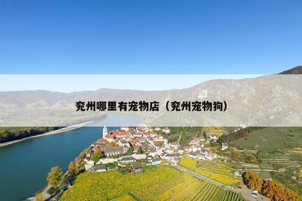 兖州哪里有宠物店（兖州宠物狗）