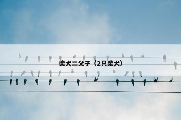 柴犬二父子（2只柴犬）