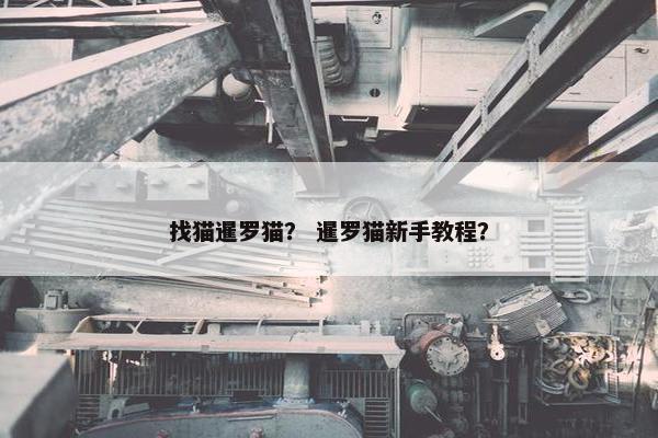 找猫暹罗猫？ 暹罗猫新手教程？