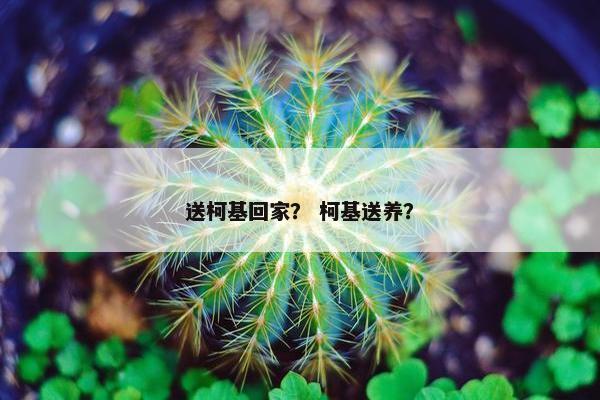 送柯基回家？ 柯基送养？