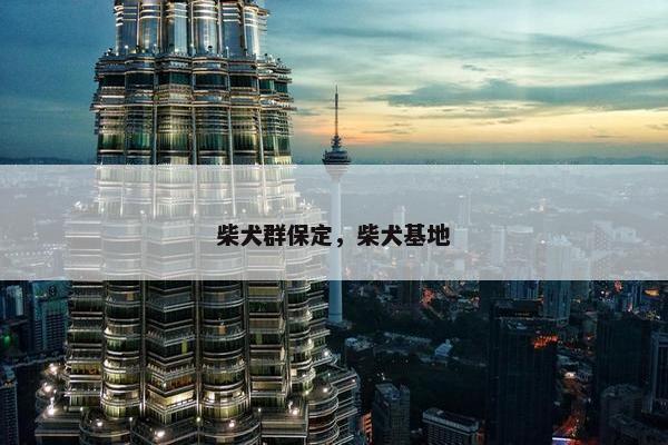 柴犬群保定，柴犬基地
