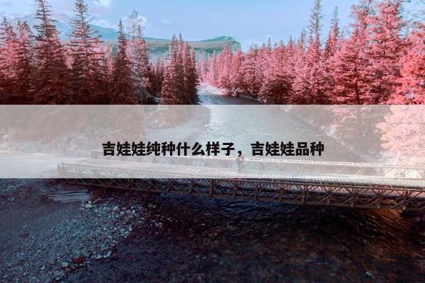 吉娃娃纯种什么样子，吉娃娃品种