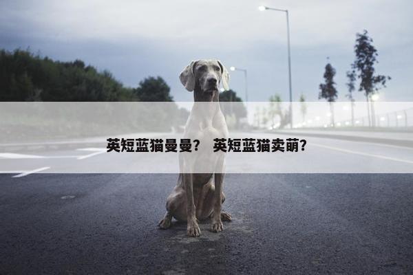 英短蓝猫曼曼？ 英短蓝猫卖萌？
