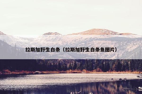 拉斯加野生白条（拉斯加野生白条鱼图片）