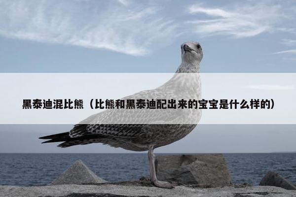 黑泰迪混比熊（比熊和黑泰迪配出来的宝宝是什么样的）