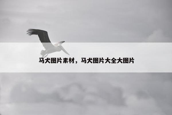 马犬图片素材，马犬图片大全大图片