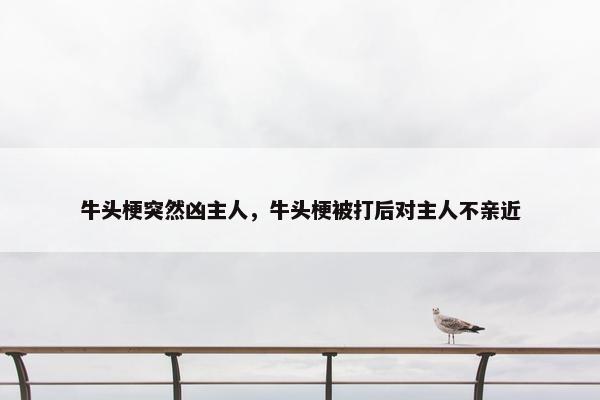 牛头梗突然凶主人，牛头梗被打后对主人不亲近