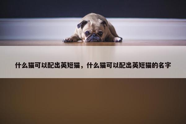什么猫可以配出英短猫，什么猫可以配出英短猫的名字