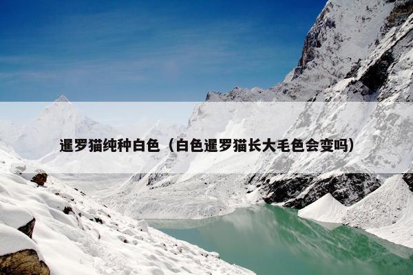 暹罗猫纯种白色（白色暹罗猫长大毛色会变吗）