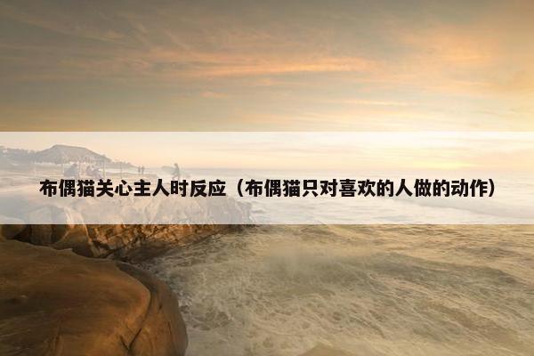布偶猫关心主人时反应（布偶猫只对喜欢的人做的动作）