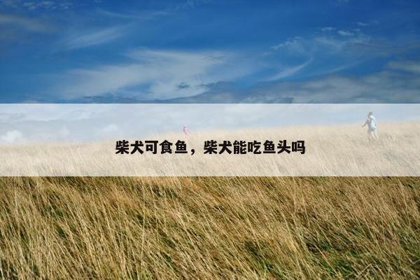 柴犬可食鱼，柴犬能吃鱼头吗