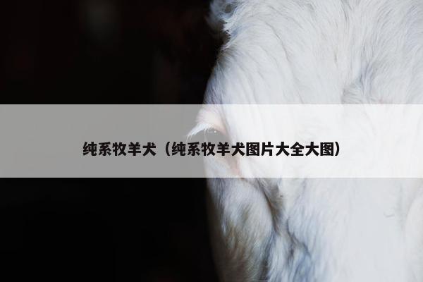 纯系牧羊犬（纯系牧羊犬图片大全大图）