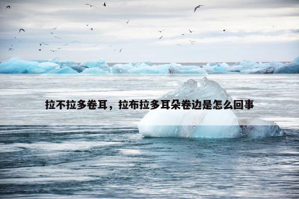 拉不拉多卷耳，拉布拉多耳朵卷边是怎么回事