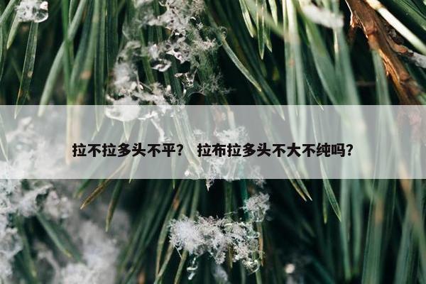 拉不拉多头不平？ 拉布拉多头不大不纯吗？