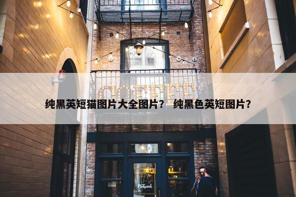 纯黑英短猫图片大全图片？ 纯黑色英短图片？