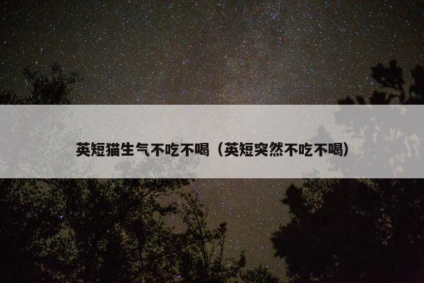 英短猫生气不吃不喝（英短突然不吃不喝）
