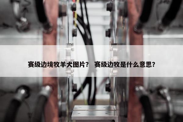 赛级边境牧羊犬图片？ 赛级边牧是什么意思？