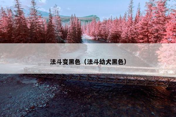 法斗变黑色（法斗幼犬黑色）